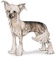 Cristado Chinês (Chinese Crested Dog)