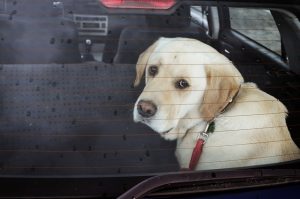 sad dog in the car in the rain