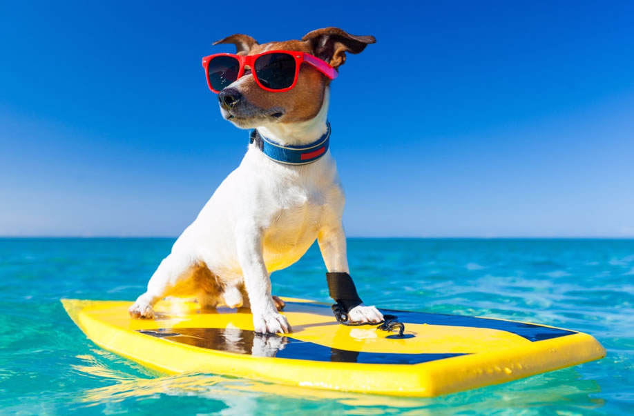cachorro-calor-oculos-sol-ferias-viagem-sono-praia-piscina-verao-petrede