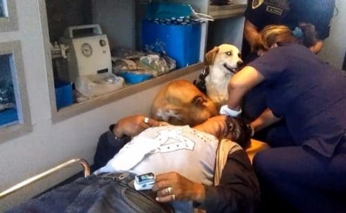 Cães-entram-em-ambulância-para-confortar-seu-tutor-no-caminho-até-hospital-pdd1-500x309